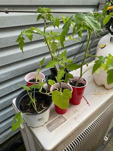 Photo of free 3 Tomato and 2 squash plants (Hyattsville, MD)