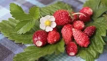 Photo of free Alpine Strawberry plant (Morden SM4) #1