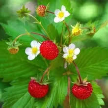 Photo of free Alpine Strawberry plant (Morden SM4) #2
