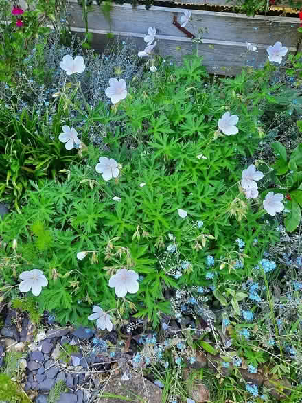 Photo of free Not sure Hardy Geranium seedling (Morden SM4) #2