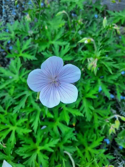Photo of free Not sure Hardy Geranium seedling (Morden SM4) #1