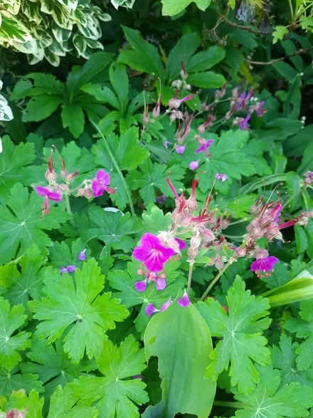 Photo of free 2 Hardy Geranium macrorrhizum roots (Morden SM4) #2
