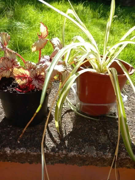 Photo of free 2 x houseplants (Low Fell NE9)