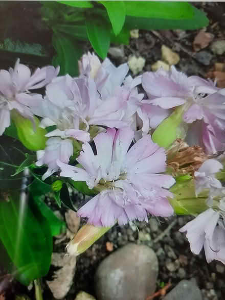 Photo of free Wild Sweet William cutting (Morden SM4) #2