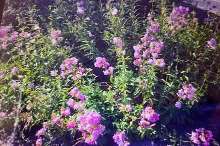 Photo of free Wild Sweet William cutting (Morden SM4) #1