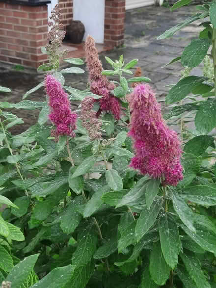 Photo of free Spirea Douglasii Cutting (Morden SM4) #2