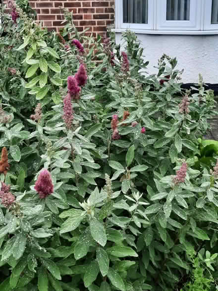 Photo of free Spirea Douglasii Cutting (Morden SM4) #1