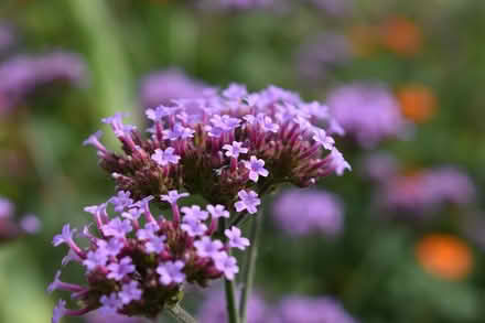 Photo of free Verbena bonariensis (purpletop) (Hatfield AL10) #1