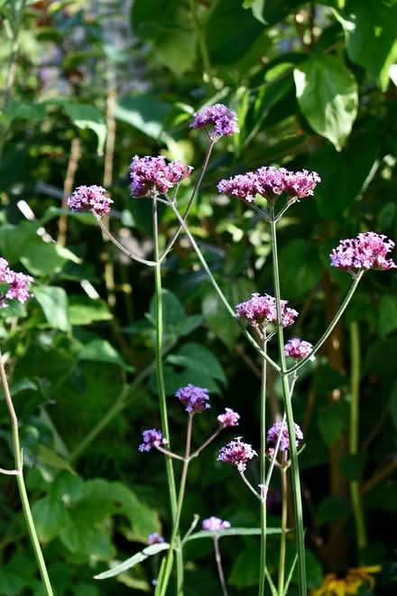 Photo of free Verbena bonariensis seedlings (Hatfield AL10) #2