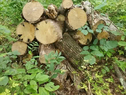 Photo of free Firewood (Hyde Park (Hyde Park (Hyde Park (central -east)) #1