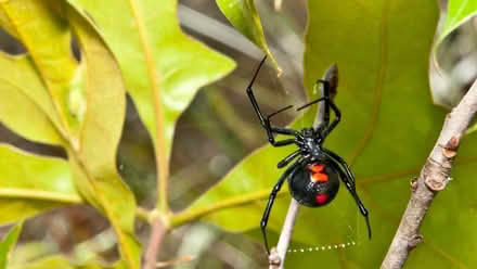 Photo of black widow spiders (16th Ave SE) #1