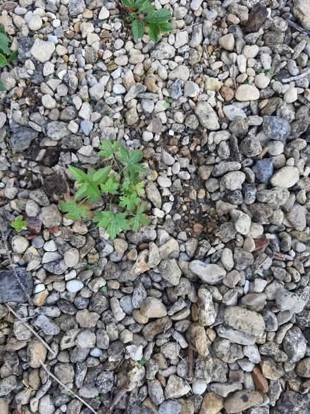 Photo of free Small geranium plants (Stroud central) #2