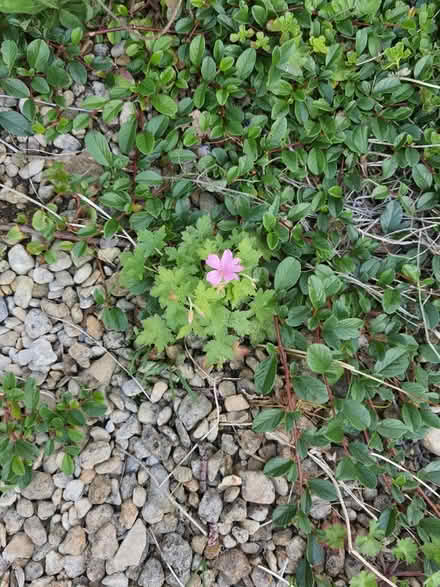 Photo of free Small geranium plants (Stroud central) #1