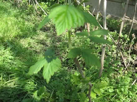Photo of free Raspberry Plants (half-grown) (Parson's Heath CO4) #2