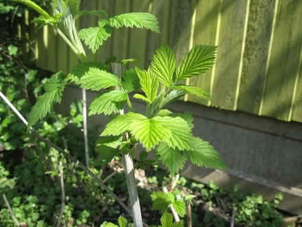 Photo of free Raspberry Plants (half-grown) (Parson's Heath CO4) #1