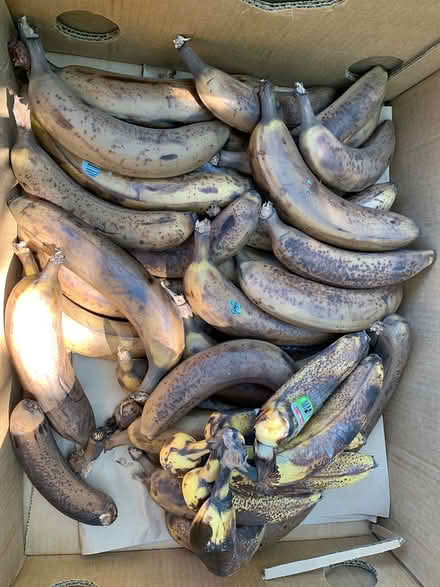 Photo of free Very ripe bananas (Lake City/Meadowbrook)