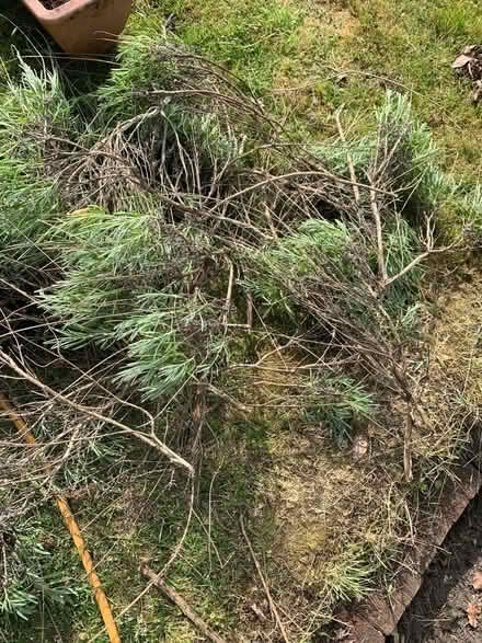 Photo of free Lavendar cuttings (Kirkcaldy KY1)