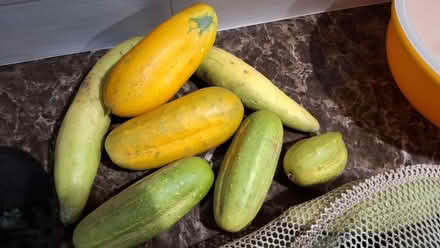 Photo of free Organic cucumbers (Near tunxis College)