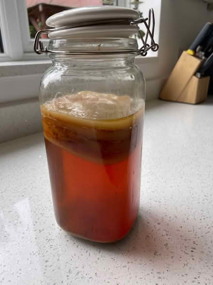Photo of free Kombucha scoby (Willen Park MK15) #1