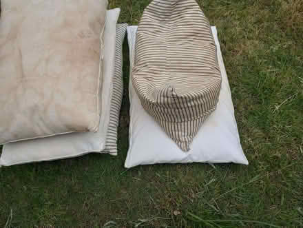 Photo of free Old pillows (Coleridge Ward CB1) #1