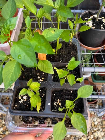 Photo of free Pepper plants/seedlings (CH43)