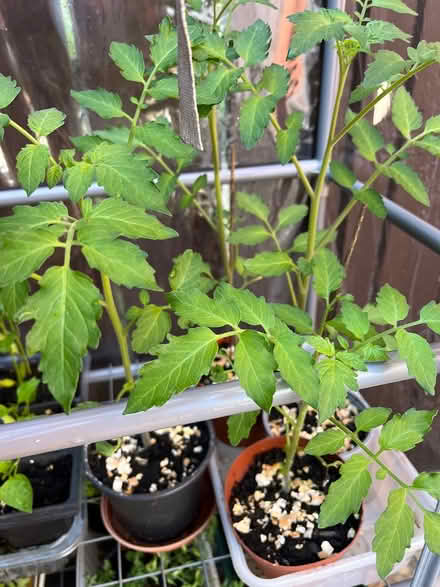 Photo of free Tomato plants/seedlings (CH43)