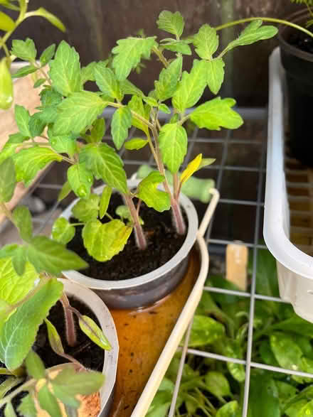 Photo of free Tomato plants/seedlings (CH43)