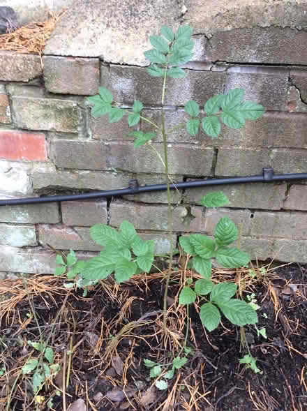 Photo of free Rowan Sapling (Malvern Wells WR14) #1