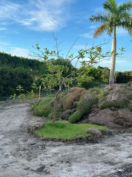 Photo of free 2 Trees (ready to pick up) (At the end of Southshore Blvd)