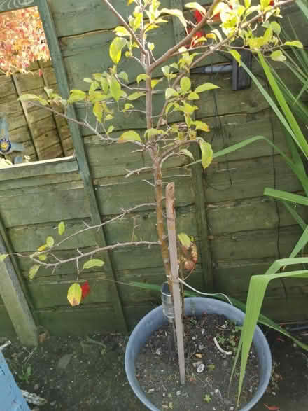 Photo of free Another apple tree (M35 Failsworth, Manchester)
