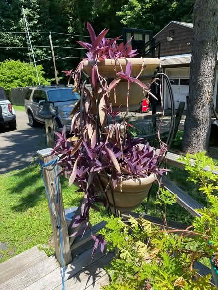 Photo of free Purple Heart Plants (Ridgefield, CT)