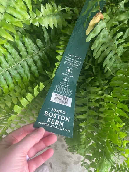 Photo of free 1 full size fern well taken care of (art district carmel center apt)