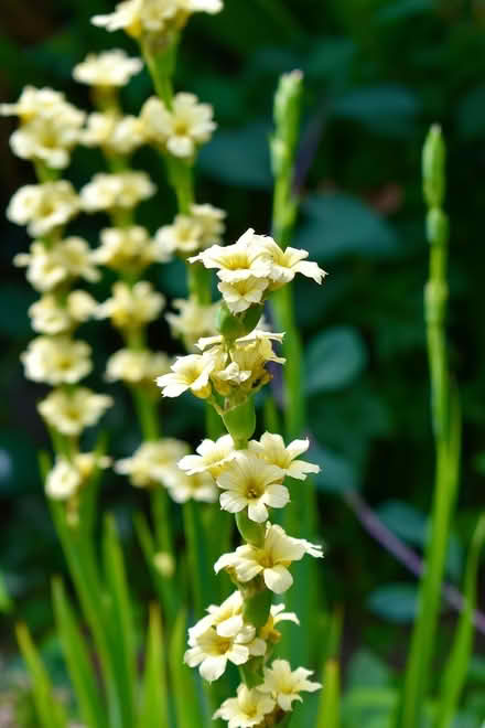 Photo of free Sisyrinchium plant (Hatfield AL10) #1