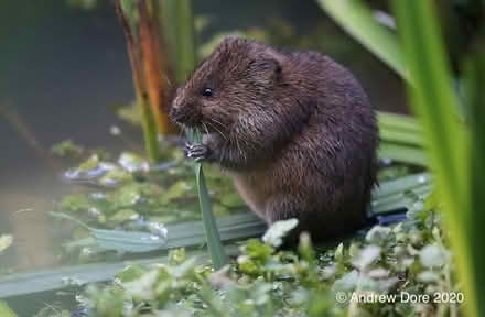 Photo of Plush soft water vole toy (mitcham CR4) #1