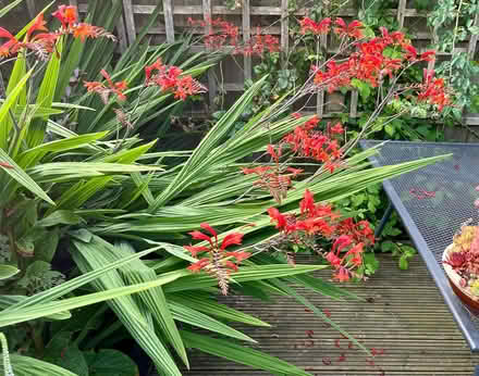 Photo of free Crocosmia bare root plants (Hatfield AL10) #1