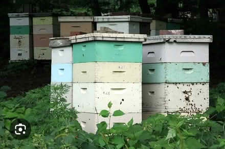 Photo of Bee hives (AB25) #1