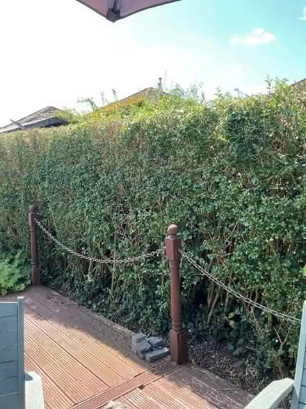 Photo of Privet hedging (Sprowston NR7) #1