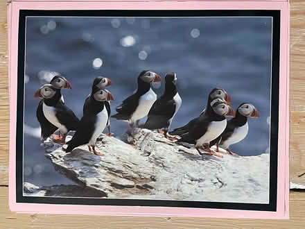 Photo of free Bird pictures- reposting (Beacon Hill) #2