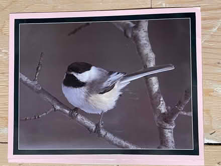 Photo of free Bird pictures- reposting (Beacon Hill) #1