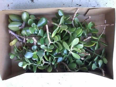 Photo of free Lots of houseplants - part 2 (Hawthorne Hills in NE Seattle) #2