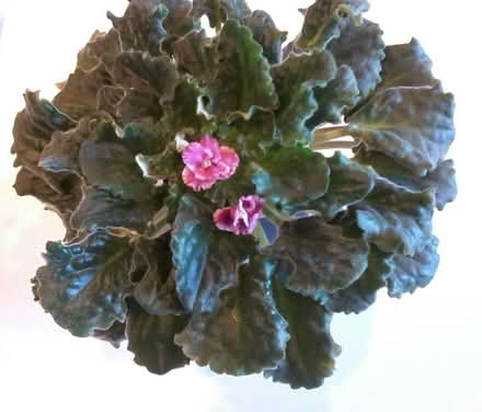 Photo of free African violets (Hawthorne Hills in NE Seattle) #3