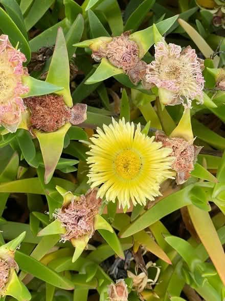 Photo of free Ice plant cuttings, Yellow flower (Near De Anza College) #1