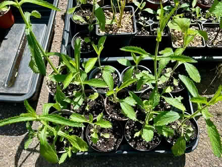 Photo of free Verbena bonariensis (Hatfield AL10) #4