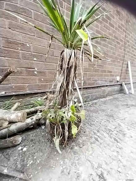 Photo of free Palm plant needs some TLC (Kendal LA9)