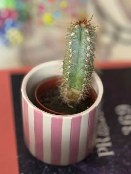 Photo of free Cactus in mini pot (Dawlish Devon) #1