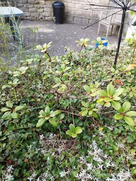 Photo of free Rhododendron needs new home (Bear Flat) #1