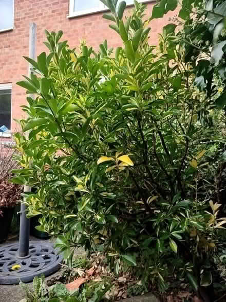 Photo of free Evergreen Spindle (euonymus) (Burbage LE10) #1