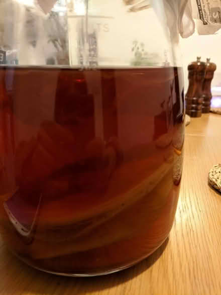 Photo of free Kombucha scoby (N8) #1