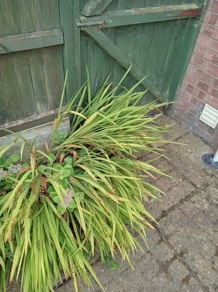 Photo of free Crocosmia Corms (Catton NR6)