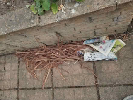 Photo of free Crocosmia Corms (Catton NR6)